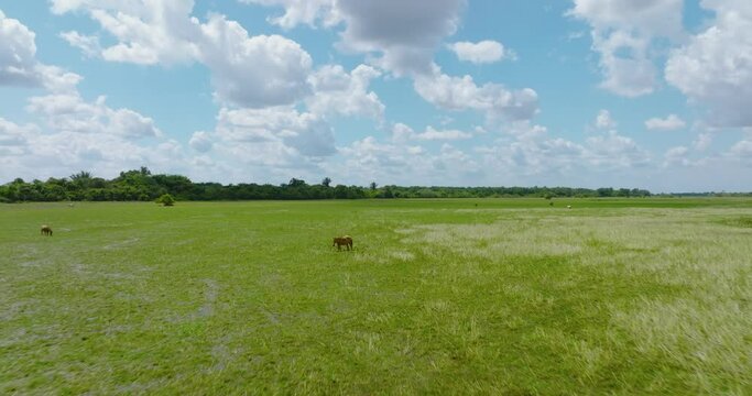 Wide open green field under a blue sky with fluffy clouds, grazing horses in Arauca, Colombia, aerial view