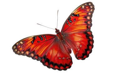 Crimson Butterfly Soaring isolated on transparent Background