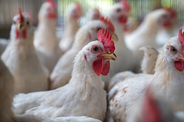 Healthy Broiler Chicken