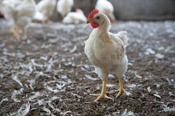 Healthy Broiler Chicken