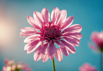 flower blue background Romance Valentine's day 