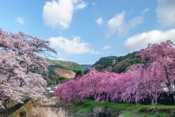 箱根 宮城野早川堤の桜 神奈川のお花見