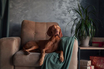 A Hungarian Vizsla dog lounges on a couch, partially draped by a green blanket, exuding a sense of...