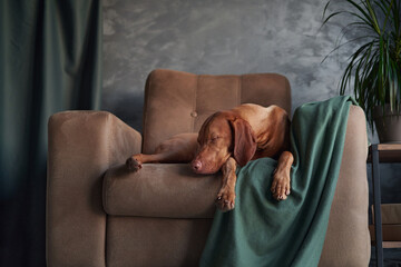 A Hungarian Vizsla dog lounges on a couch, partially draped by a green blanket, exuding a sense of...