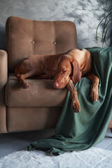 A Hungarian Vizsla dog lounges on a couch, partially draped by a green blanket, exuding a sense of...