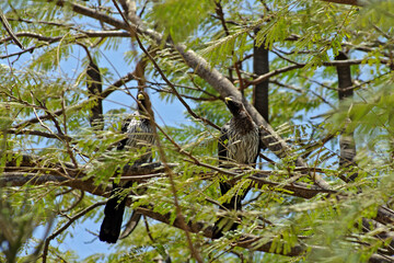 Touracos gris perché dans un arbre