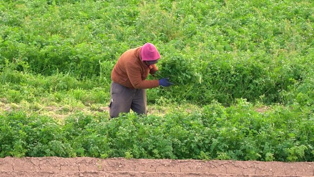 Farmer or farm worker picking up coriander or fennel growing in agricultural plantation during. Organic fenel supply in Murcia, Spain