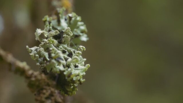 Close up of cladonia fungi growing in the forest. Slow motion.