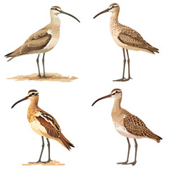 Obraz premium Flat logo of big birds Whimbrel on isolated white background