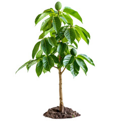 Avocado tree on isolated background