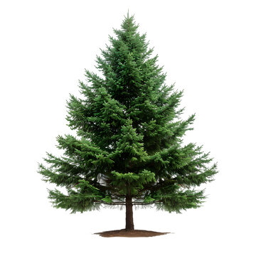 Douglas Fir tree on isolated background