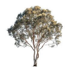 Eucalyptus tree on isolated background