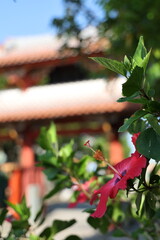 赤いハイビスカスの花と守礼門