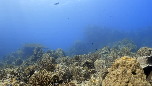 A straight dive in Koh Tao, depicting a plethora of soft and hard corals in addition to a variety of fish