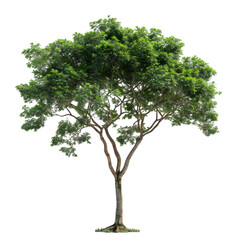 Kapok tree on isolated background