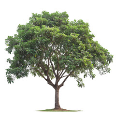 Obraz premium Kapok tree on isolated background