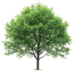 Linden tree on isolated background
