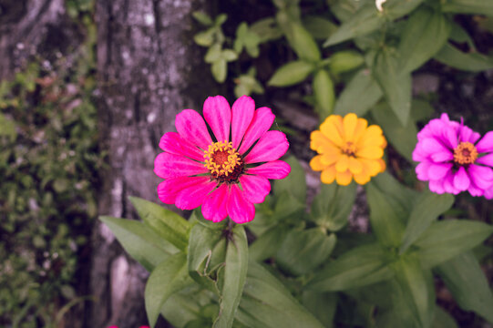 Zinnia elegans flowers in pink, photo of flowers with spring colors, the most famous annual flowering plant of the genus Zinia