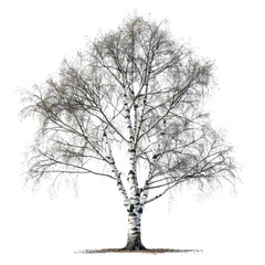 Silver Birch tree on isolated background