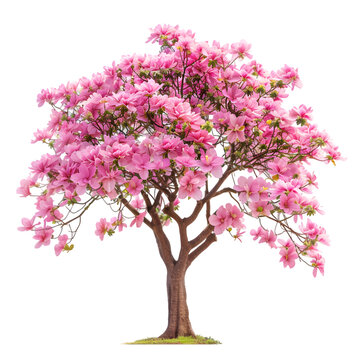 Silk Floss Tree tree on isolated background