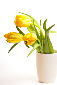 Yellow tulips in white vase on white, fresh flowers