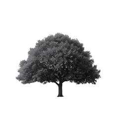 White Oak tree on isolated background