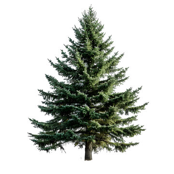 Spruce tree on isolated background