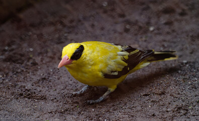 Black-naped oriole (Oriolus chinensis) on the ground