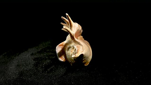 Lambis Lambis Seashell on a black sand HD