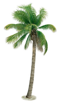 Coconut palm tree or Cocos nucifera. Coconut palm tree isolated on transparency backgorund.