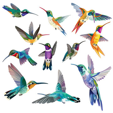 Clipart illustration featuring a various of colorful hummingbird on white background. Suitable for crafting and digital design projects.[A-0003]