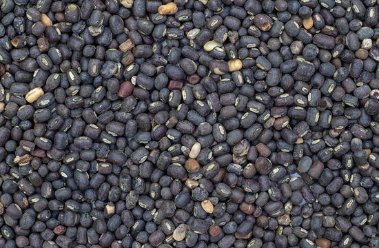 Black Gram or Urad Bean Dal Background with Copy Space, Also Known as Urid Bean, Kalo Dal or Black Matpe in Horizontal Orientation