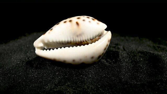 Tiger Cowrie Seashell on a black sand HD