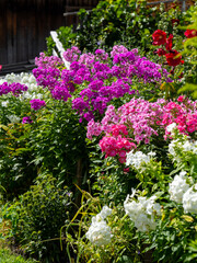 Traditional colorful flower box at the Alps and Dolomites. Summer time. Mix of flowers and colors. General contest of the European Alps