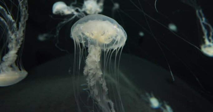  A ghostly jellyfish hovers in the water, its bell and delicate tendrils performing a silent and translucent ballet in the shadowy depths.