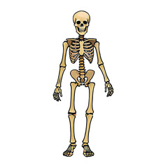 Skeleton Hand Drawn Cartoon Style Illustration