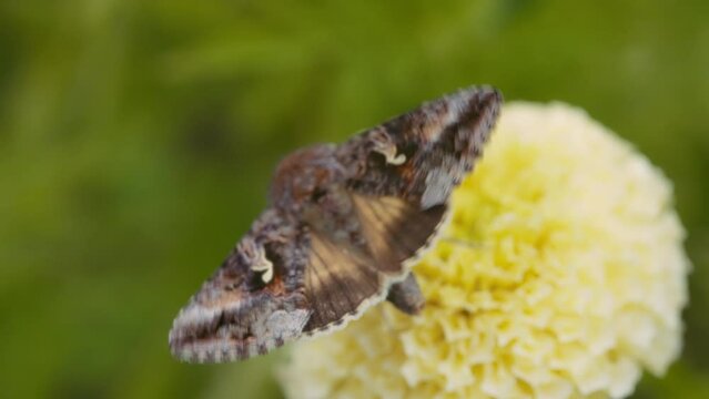 Macro shot of alfalfa looper moth feeding on a flower in the garden. Slow motion. 