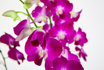 the flower of orchid