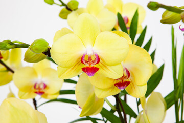 Obraz na płótnie Canvas the flower of orchid
