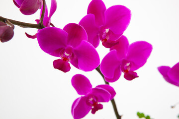 Fototapeta na wymiar the flower of orchid