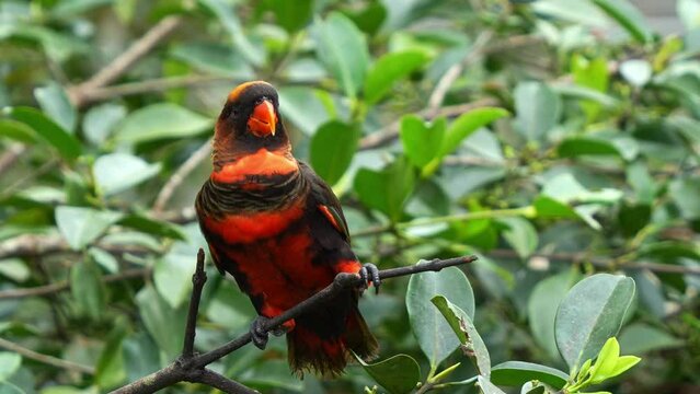 Happy dusky lory, pseudeos fuscata perched on tree branch, head bobbing and calling amidst in the forest environment, close up shot.