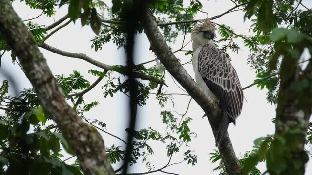 Looking back over its left wing as the camera zooms out revealing this might Philippine Eagle enduring the cold wind in the jungle,  Pithecophaga jefferyi, Philippines
