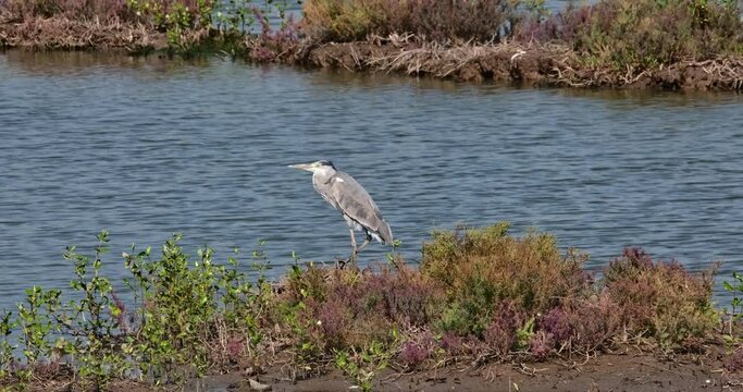 Camera slides to zoom out while this bird stands on one leg facing to the le left, Grey Heron Ardea cinerea, Thailand