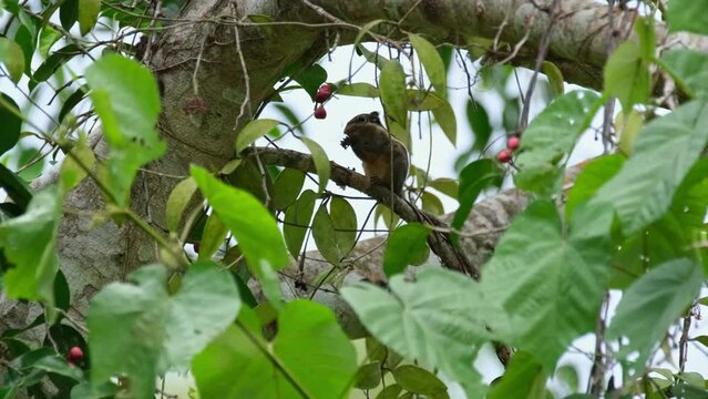 Eating fruits as seen deep into the foliage of the tree as the camera zooms in, Burmese Striped Squirrel Tamiops mcclellandii, Thailand
