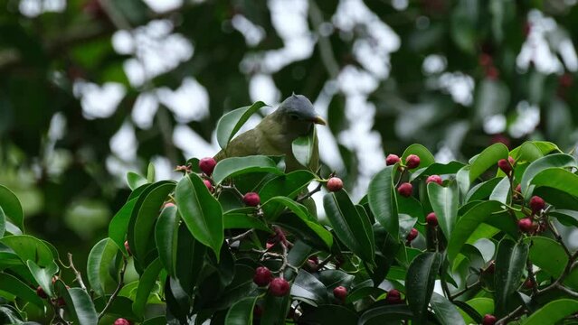 Munching a ripened fruit and picking more to eat, Thick-billed Green-Pigeon Treron curvirostra, Thailand