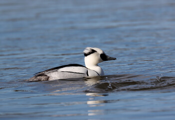 Smew