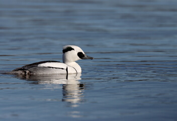Smew