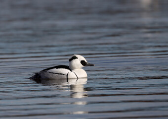 Smew