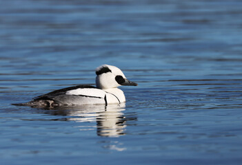 Smew