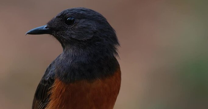 Portrait of this bird as the camera zooms out sliding while facing to the left, White-rumped Shama Copsychus malabaricus, Thailand
